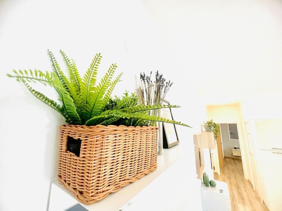 Suite Colibri - Sanremo Centro Kültér fotó